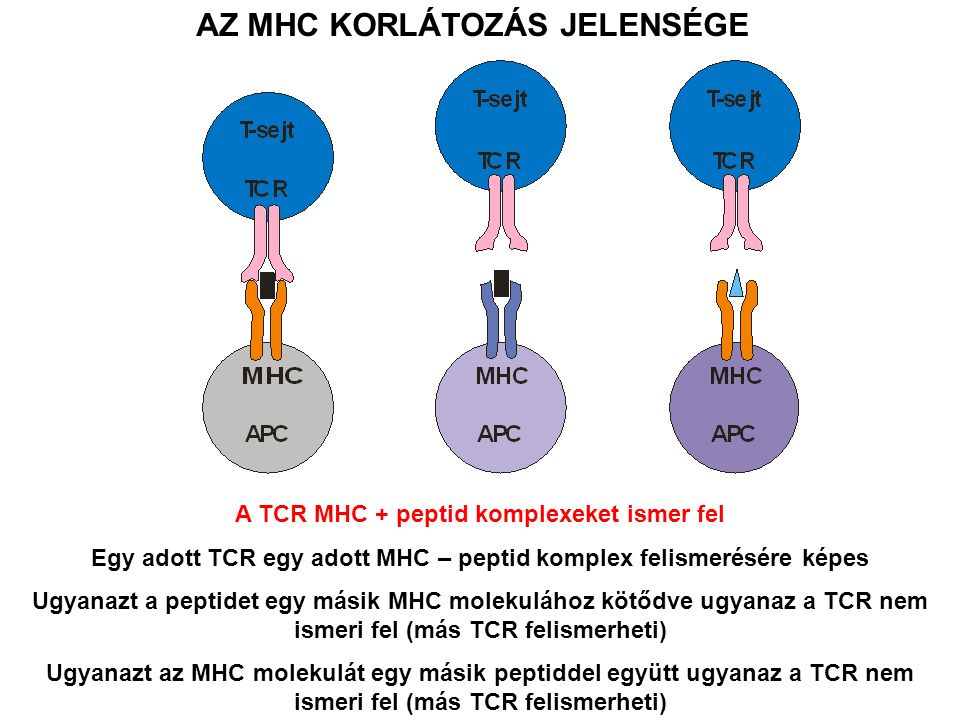 AZ MHC KORLÁTOZÁS JELENSÉGE A TCR MHC + peptid komplexeket ismer fel Egy adott TCR egy adott MHC – peptid komplex felismerésére képes Ugyanazt a peptidet egy másik MHC molekulához kötődve ugyanaz a TCR nem ismeri fel (más TCR felismerheti) Ugyanazt az MHC molekulát egy másik peptiddel együtt ugyanaz a TCR nem ismeri fel (más TCR felismerheti)