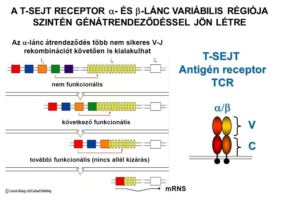 T-SEJT Antigén receptor TCR V C  A T-SEJT RECEPTOR  - ÉS  -LÁNC VARIÁBILIS RÉGIÓJA SZINTÉN GÉNÁTRENDEZŐDÉSSEL JÖN LÉTRE mRNS nem funkcionális Az  -lánc átrendeződés több nem sikeres V-J rekombinációt követően is kialakulhat következő funkcionális további funkcionális (nincs allél kizárás)