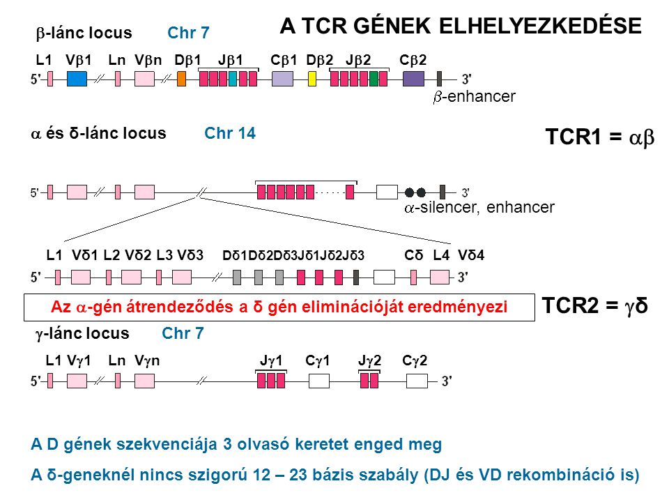 Chr 7 Chr 14  -lánc locus  és δ-lánc locus  -lánc locus Az  -gén átrendeződés a δ gén eliminációját eredményezi A D gének szekvenciája 3 olvasó keretet enged meg A δ-geneknél nincs szigorú 12 – 23 bázis szabály (DJ és VD rekombináció is) Chr 7 TCR1 =  TCR2 =  δ A TCR GÉNEK ELHELYEZKEDÉSE L1 V  1 Ln V  n D  1 J  1 C  1 D  2 J  2 C  2  -enhancer L1 V  1 Ln V  n J  1 C  1 J  2 C  2  -silencer, enhancer L1 Vδ1 L2 Vδ2 L3 Vδ3 Dδ1Dδ2Dδ3Jδ1Jδ2Jδ3 Cδ L4 Vδ4
