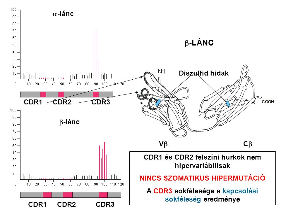 CDR1 CDR2 CDR3  -lánc  -lánc CDR1 CDR2 CDR3 VCVC  -LÁNC Diszulfid hidak CDR1 és CDR2 felszíni hurkok nem hipervariábilisak NINCS SZOMATIKUS HIPERMUTÁCIÓ A CDR3 sokfélesége a kapcsolási sokféleség eredménye