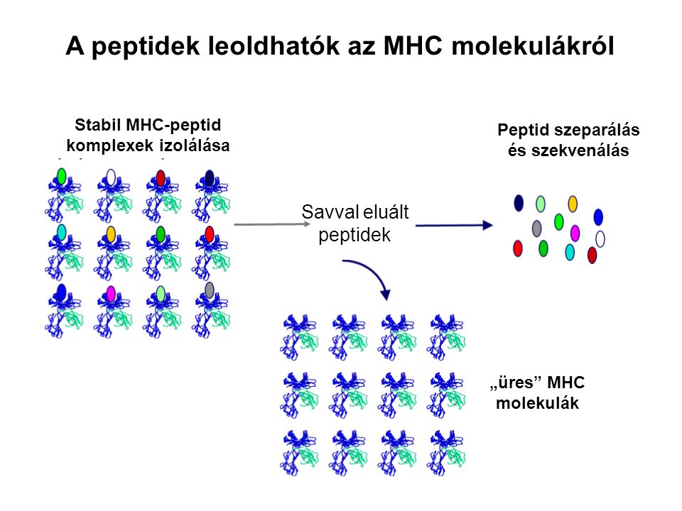 A peptidek leoldhatók az MHC molekulákról Savval eluált peptidek Stabil MHC-peptid komplexek izolálása Peptid szeparálás és szekvenálás „üres MHC molekulák