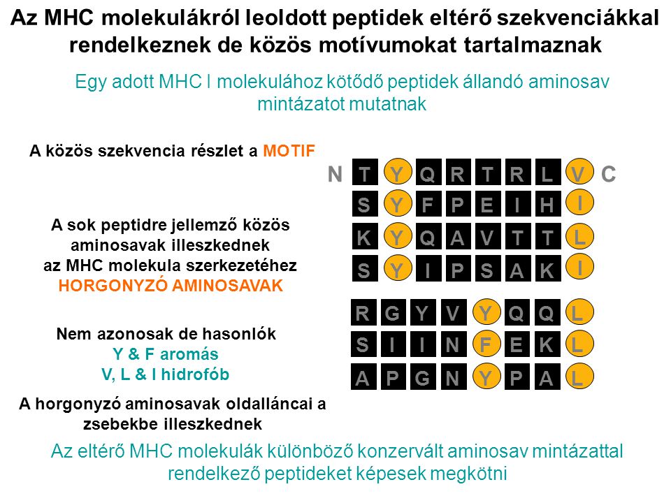 Az MHC molekulákról leoldott peptidek eltérő szekvenciákkal rendelkeznek de közös motívumokat tartalmaznak Egy adott MHC I molekulához kötődő peptidek állandó aminosav mintázatot mutatnak PEIYSFH I AVTYKQT L PSAYSIK I RTRYTQLV NC Nem azonosak de hasonlók Y & F aromás V, L & I hidrofób A horgonyzó aminosavak oldalláncai a zsebekbe illeszkednek SIIFNEKL APGYNPAL RGYYVQQL Az eltérő MHC molekulák különböző konzervált aminosav mintázattal rendelkező peptideket képesek megkötni A közös szekvencia részlet a MOTIF A sok peptidre jellemző közös aminosavak illeszkednek az MHC molekula szerkezetéhez HORGONYZÓ AMINOSAVAK