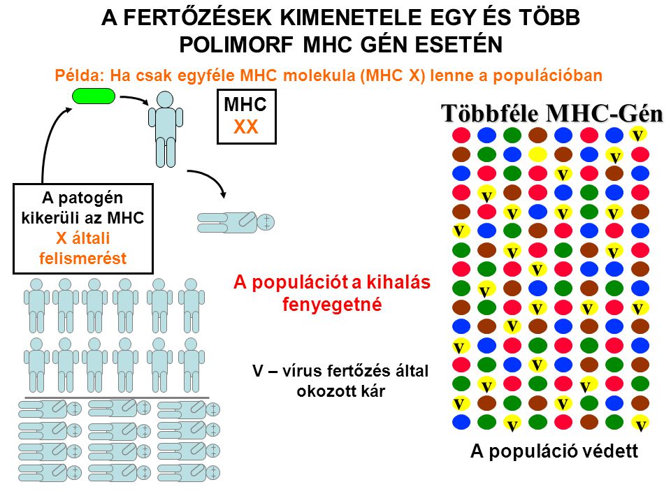A FERTŐZÉSEK KIMENETELE EGY ÉS TÖBB POLIMORF MHC GÉN ESETÉN v Példa: Ha csak egyféle MHC molekula (MHC X) lenne a populációban A populációt a kihalás fenyegetné A patogén kikerüli az MHC X általi felismerést MHC XX Többféle MHC-Gén v v v v v v v v v v v v vvv v v v v v v v v v A populáció védett V – vírus fertőzés által okozott kár