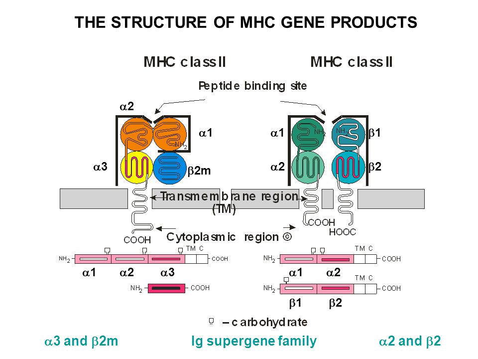 THE STRUCTURE OF MHC GENE PRODUCTS 33  2m 22 11 11 22 22 11  1  2  3  1  2  1  2  3 and  2m Ig supergene family  2 and  2