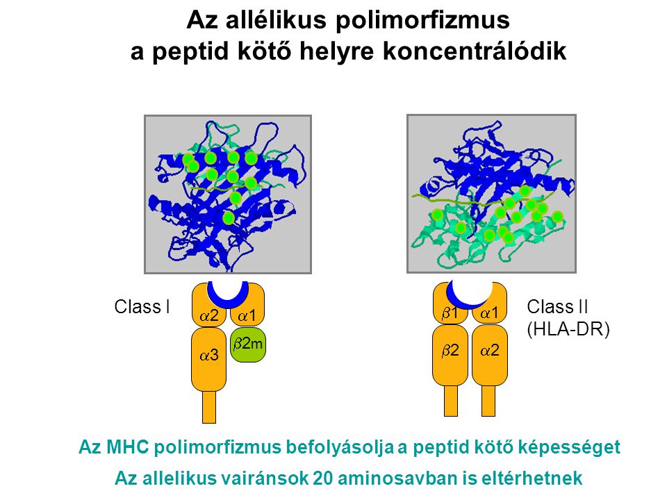 11 33 22 2m2m 22 11 22 11 Az allélikus polimorfizmus a peptid kötő helyre koncentrálódik Az MHC polimorfizmus befolyásolja a peptid kötő képességet Az allelikus vairánsok 20 aminosavban is eltérhetnek Class II (HLA-DR) Class I