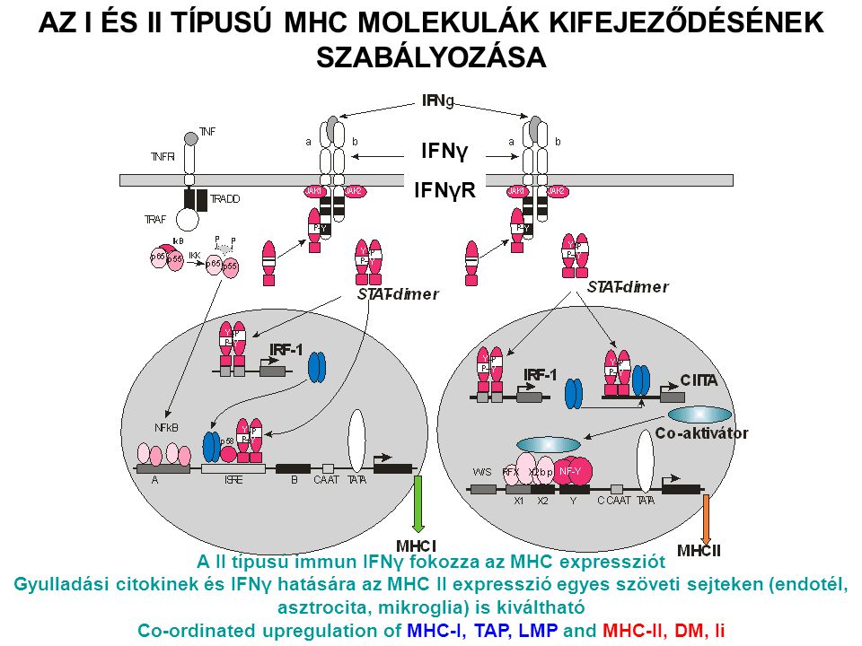 AZ I ÉS II TÍPUSÚ MHC MOLEKULÁK KIFEJEZŐDÉSÉNEK SZABÁLYOZÁSA IFNγ IFNγR A II típusú immun IFNγ fokozza az MHC expressziót Gyulladási citokinek és IFNγ hatására az MHC II expresszió egyes szöveti sejteken (endotél, asztrocita, mikroglia) is kiváltható Co-ordinated upregulation of MHC-I, TAP, LMP and MHC-II, DM, Ii