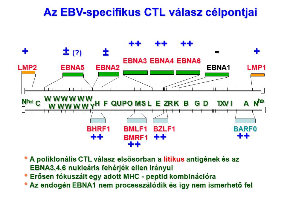Az EBV-specifikus CTL válasz célpontjai A poliklonális CTL válasz elsősorban a litikus antigének és az A poliklonális CTL válasz elsősorban a litikus antigének és az EBNA3,4,6 nukleáris fehérjék ellen irányul EBNA3,4,6 nukleáris fehérjék ellen irányul Erősen fókuszált egy adott MHC - peptid kombinációra Erősen fókuszált egy adott MHC - peptid kombinációra Az endogén EBNA1 nem processzálódik és így nem ismerhető fel Az endogén EBNA1 nem processzálódik és így nem ismerhető fel EBNA3 EBNA5EBNA2 WWWWWWWWWWWW ZZ WWWWWWWWWW CC YY HHFFQQUUPPOOMMSSLLEERRKKBBDDTTXXVVIIAAGGNN hhee tt NN hh eettEBNA6 EBNA1LMP2 EBNA4 LMP1 - BZLF1BMLF1BMRF1BHRF1BARF0 + ± ( ) ±