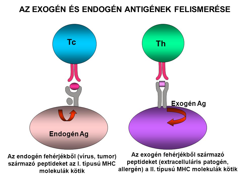 Az endogén fehérjékből (vírus, tumor) származó peptideket az I.