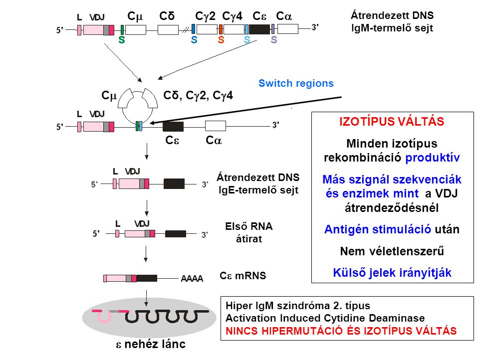 Átrendezett DNS IgM-termelő sejt Átrendezett DNS IgE-termelő sejt Első RNA átirat C  mRNS  nehéz lánc C  Cδ C  2 C  4 C  C  CC Cδ, C  2, C  4 C  C  Switch regions IZOTÍPUS VÁLTÁS Minden izotípus rekombináció produktív Más szignál szekvenciák és enzimek mint a VDJ átrendeződésnél Antigén stimuláció után Nem véletlenszerű Külső jelek irányítják Hiper IgM szindróma 2.