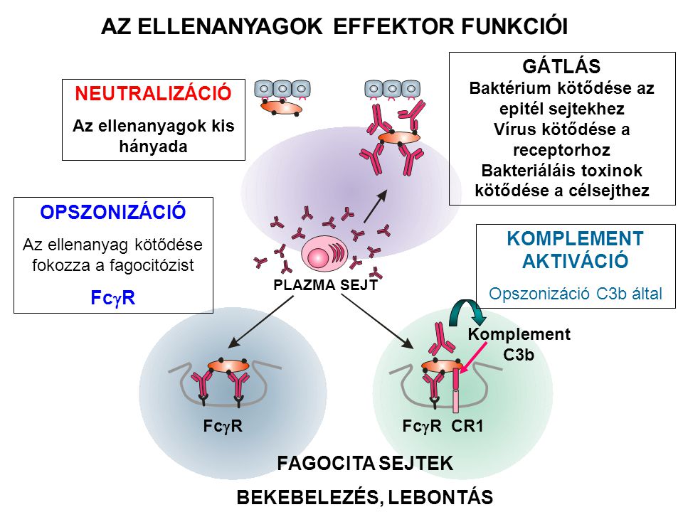 AZ ELLENANYAGOK EFFEKTOR FUNKCIÓI PLAZMA SEJT NEUTRALIZÁCIÓ Az ellenanyagok kis hányada GÁTLÁS Baktérium kötődése az epitél sejtekhez Vírus kötődése a receptorhoz Bakteriáláis toxinok kötődése a célsejthez OPSZONIZÁCIÓ Az ellenanyag kötődése fokozza a fagocitózist Fc  R Fc  R CR1 Komplement C3b KOMPLEMENT AKTIVÁCIÓ Opszonizáció C3b által FAGOCITA SEJTEK BEKEBELEZÉS, LEBONTÁS