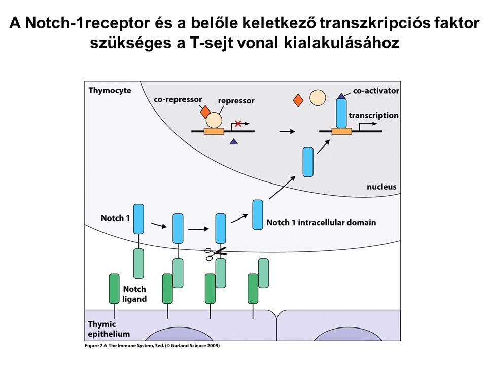 A Notch-1receptor és a belőle keletkező transzkripciós faktor szükséges a T-sejt vonal kialakulásához
