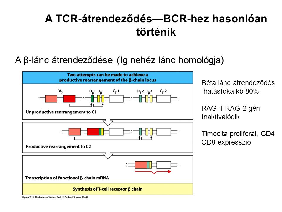 A β-lánc átrendeződése (Ig nehéz lánc homológja) A TCR-átrendeződés—BCR-hez hasonlóan történik Béta lánc átrendeződés hatásfoka kb 80% RAG-1 RAG-2 gén Inaktiválódik Timocita proliferál, CD4 CD8 expresszió