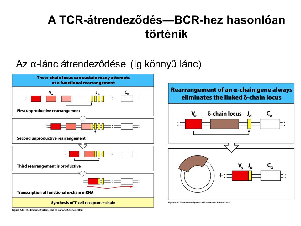 Az α-lánc átrendeződése (Ig könnyű lánc) A TCR-átrendeződés—BCR-hez hasonlóan történik