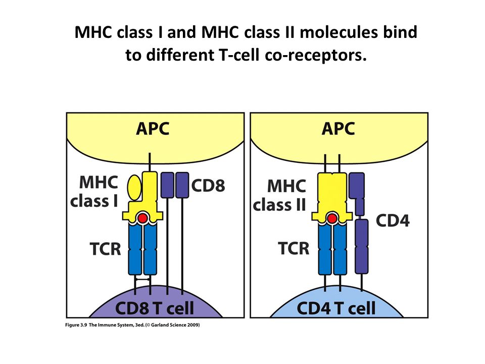 MHC class I and MHC class II molecules bind to different T-cell co-receptors.