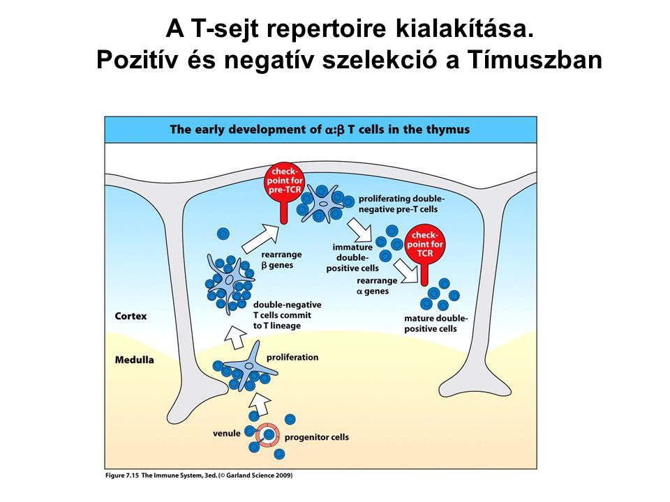 A T-sejt repertoire kialakítása. Pozitív és negatív szelekció a Tímuszban