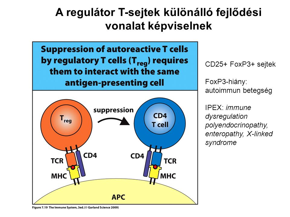 A regulátor T-sejtek különálló fejlődési vonalat képviselnek CD25+ FoxP3+ sejtek FoxP3-hiány: autoimmun betegség IPEX: immune dysregulation polyendocrinopathy, enteropathy, X-linked syndrome