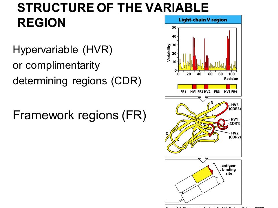 STRUCTURE OF THE VARIABLE REGION Hypervariable (HVR) or complimentarity determining regions (CDR) Framework regions (FR)