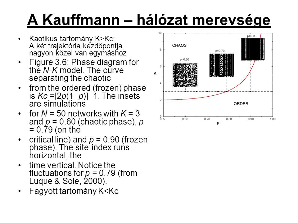 A Kauffmann – hálózat merevsége Kaotikus tartomány K>Kc: A két trajektória kezdőpontja nagyon közel van egymáshoz Figure 3.6: Phase diagram for the N-K model.