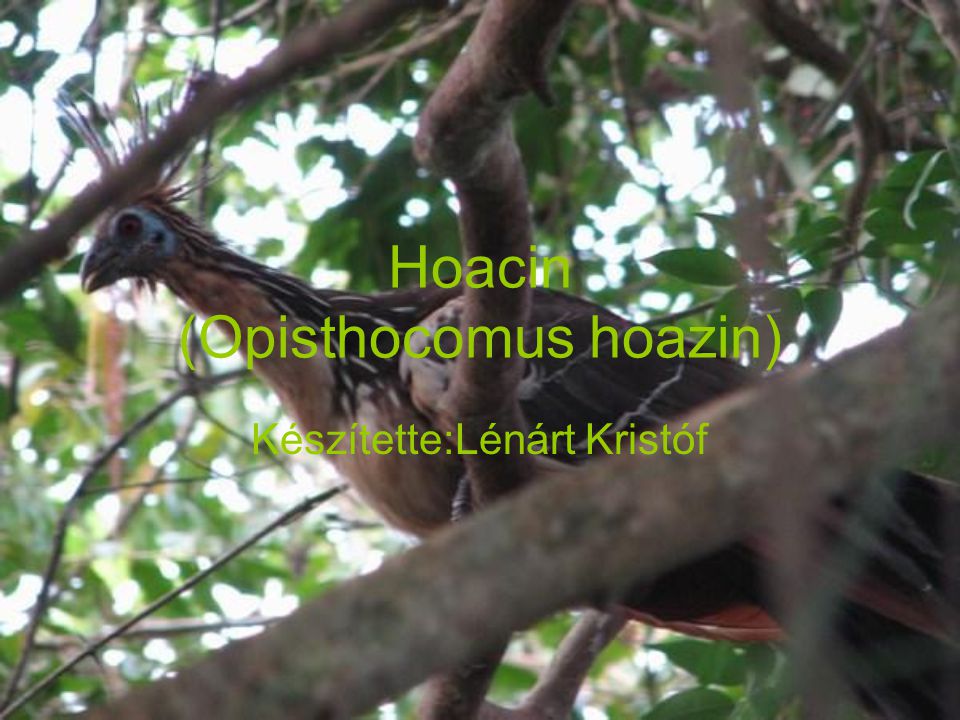 Hoacin (Opisthocomus hoazin) Készítette:Lénárt Kristóf