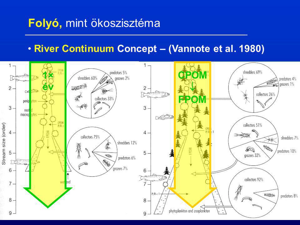 CPOM  FPOM 1× év Folyó, mint ökoszisztéma River Continuum Concept – (Vannote et al. 1980)