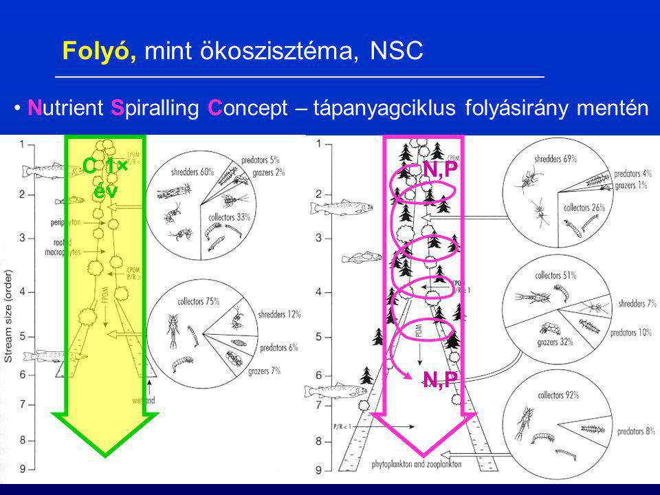 Nutrient Spiralling Concept – tápanyagciklus folyásirány mentén C 1× év N,P Folyó, mint ökoszisztéma, NSC