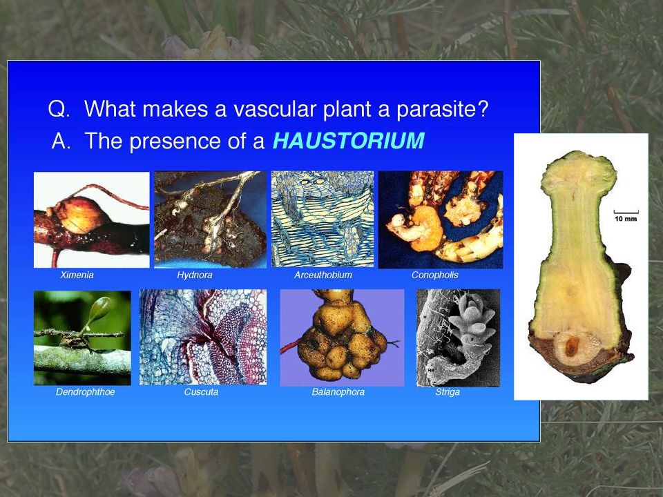 Parazita növény
