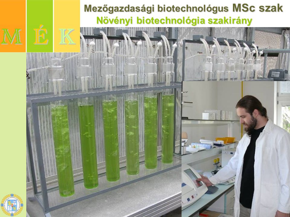 Mezőgazdasági biotechnológus MSc szak Mezőgazdasági biotechnológus MSc szak Növényi biotechnológia szakirány