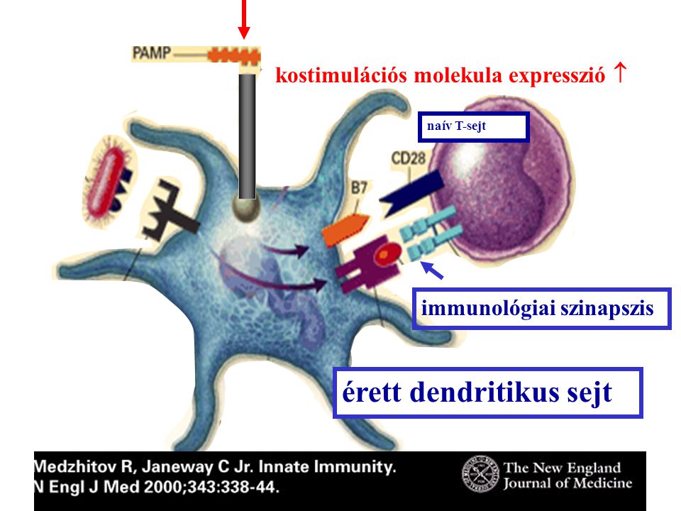 érett dendritikus sejt immunológiai szinapszis naív T-sejt kostimulációs molekula expresszió 