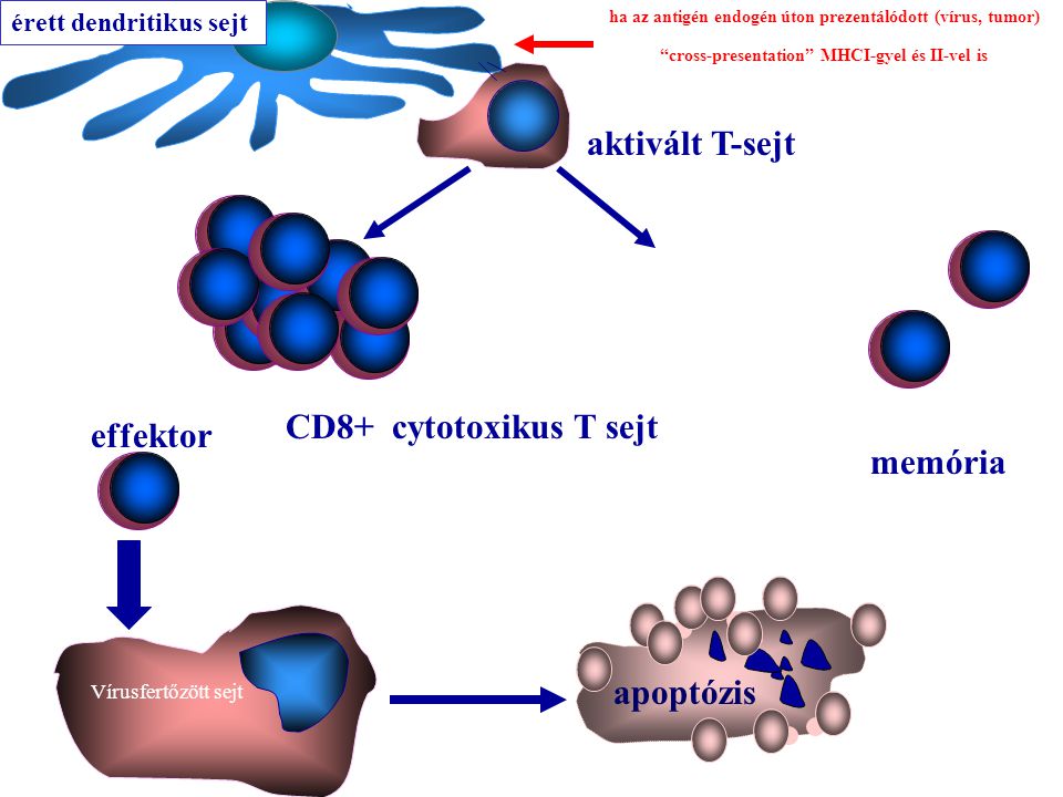 effektor memória aktivált T-sejt érett dendritikus sejt Vírusfertőzött sejt apoptózis CD8+ cytotoxikus T sejt ha az antigén endogén úton prezentálódott (vírus, tumor) cross-presentation MHCI-gyel és II-vel is
