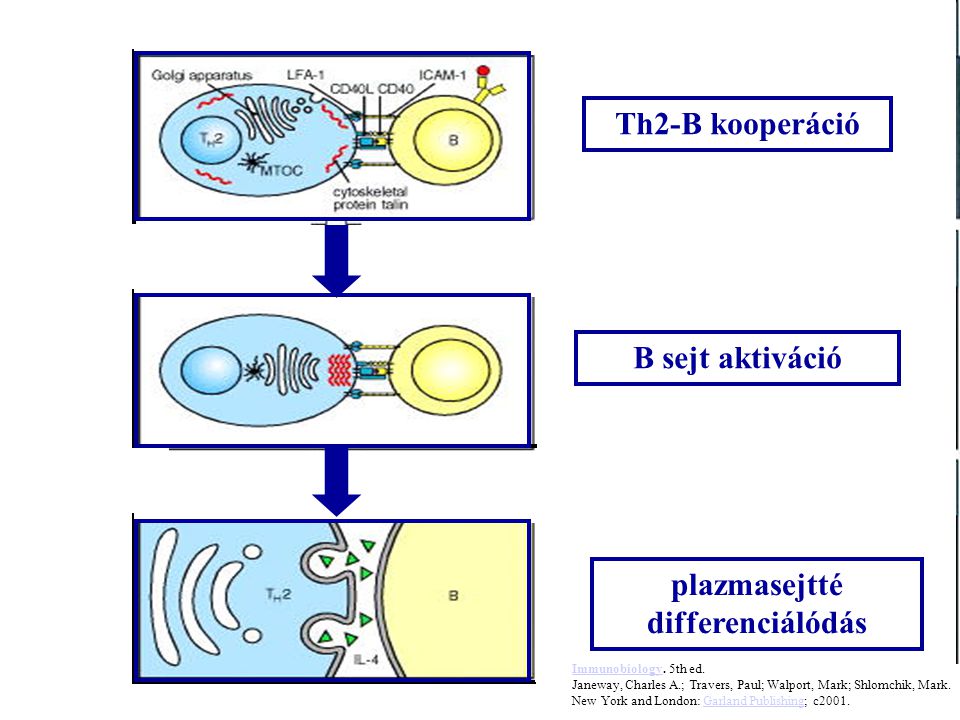 Th2-B kooperáció B sejt aktiváció plazmasejtté differenciálódás ImmunobiologyImmunobiology.