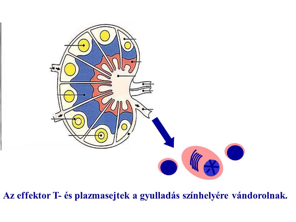 Az effektor T- és plazmasejtek a gyulladás színhelyére vándorolnak.
