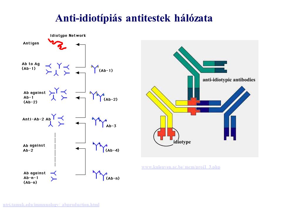 Anti-idiotípiás antitestek hálózata ntri.tamuk.edu/immunology/ abproduction.html   mcm/proj1_3.php