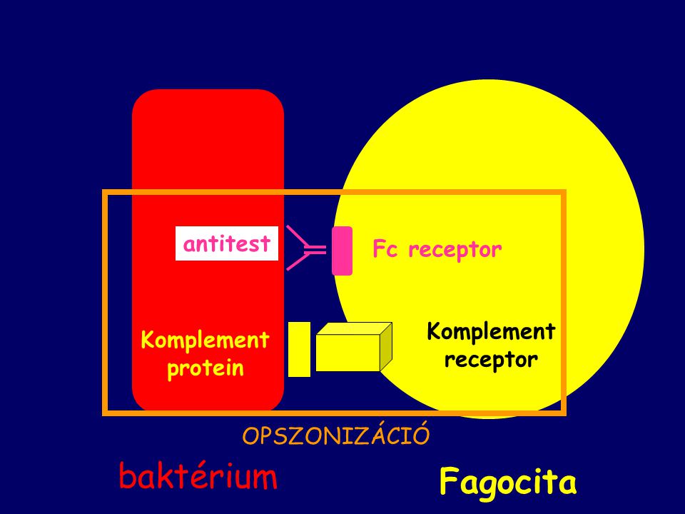Komplement protein antitest Komplement receptor Fc receptor Fagocita baktérium OPSZONIZÁCIÓ