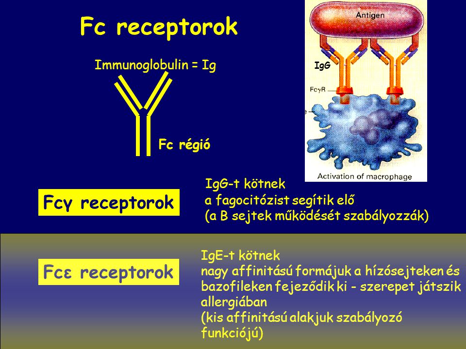 Fc receptorok IgE-t kötnek nagy affinitású formájuk a hízósejteken és bazofileken fejeződik ki - szerepet játszik allergiában (kis affinitású alakjuk szabályozó funkciójú) Fcε receptorok IgG-t kötnek a fagocitózist segítik elő (a B sejtek működését szabályozzák) Fcγ receptorok Fc régió Immunoglobulin = Ig IgG
