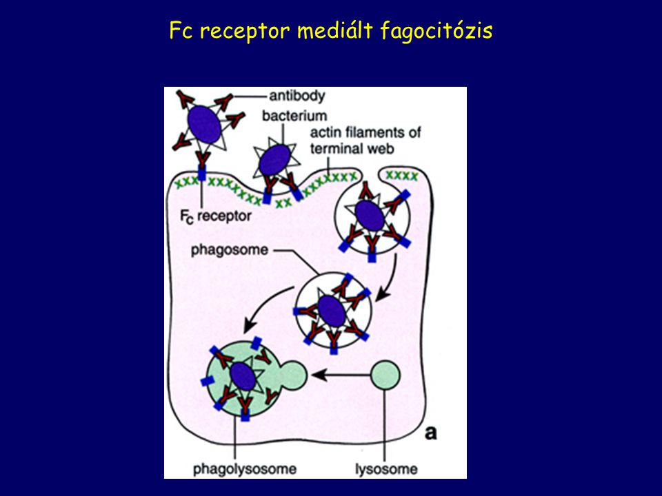Fc receptor mediált fagocitózis