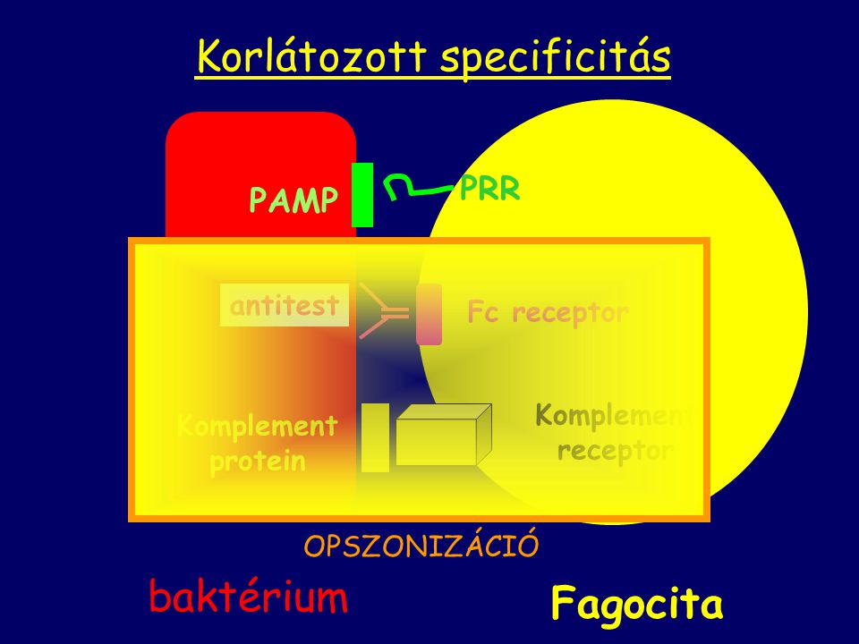 Komplement protein antitest Komplement receptor Fc receptor Fagocita PAMP PRR Korlátozott specificitás baktérium OPSZONIZÁCIÓ