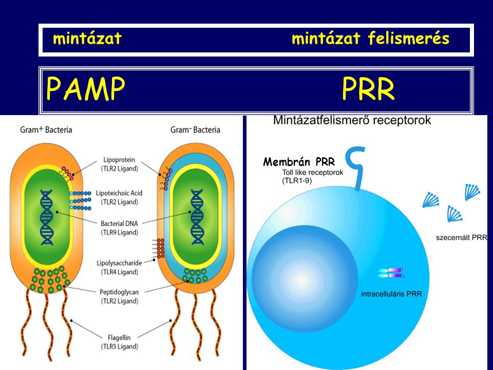 PAMP PRR pathogen-associated molecular patterns pattern recognition receptors mintázat mintázat felismerés Membrán PRR