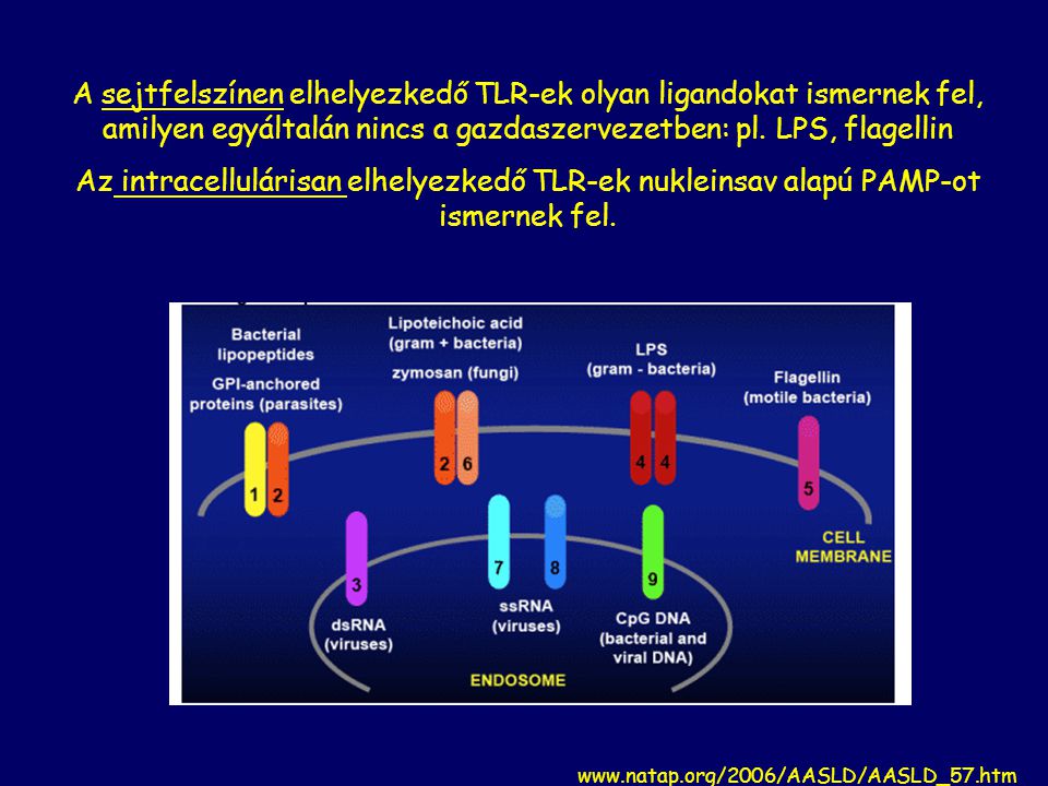 A sejtfelszínen elhelyezkedő TLR-ek olyan ligandokat ismernek fel, amilyen egyáltalán nincs a gazdaszervezetben: pl.