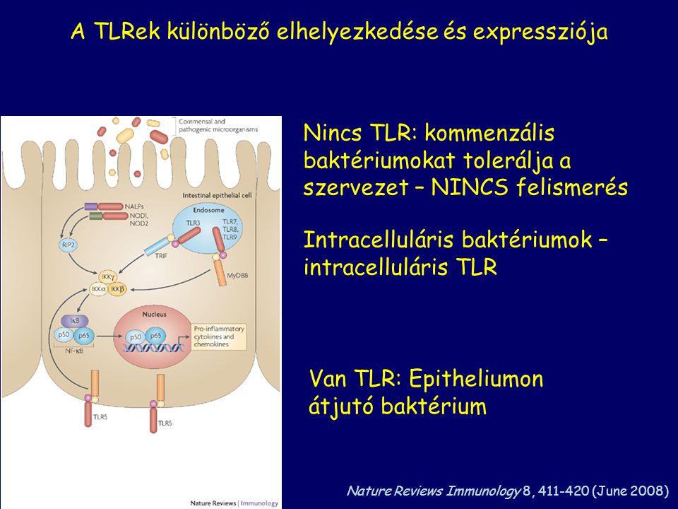 A TLRek különböző elhelyezkedése és expressziója Nincs TLR: kommenzális baktériumokat tolerálja a szervezet – NINCS felismerés Van TLR: Epitheliumon átjutó baktérium Intracelluláris baktériumok – intracelluláris TLR Nature Reviews Immunology 8, (June 2008)
