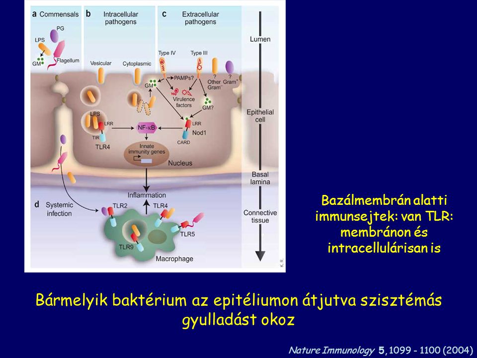 Bármelyik baktérium az epitéliumon átjutva szisztémás gyulladást okoz Bazálmembrán alatti immunsejtek: van TLR: membránon és intracellulárisan is Nature Immunology 5, (2004)