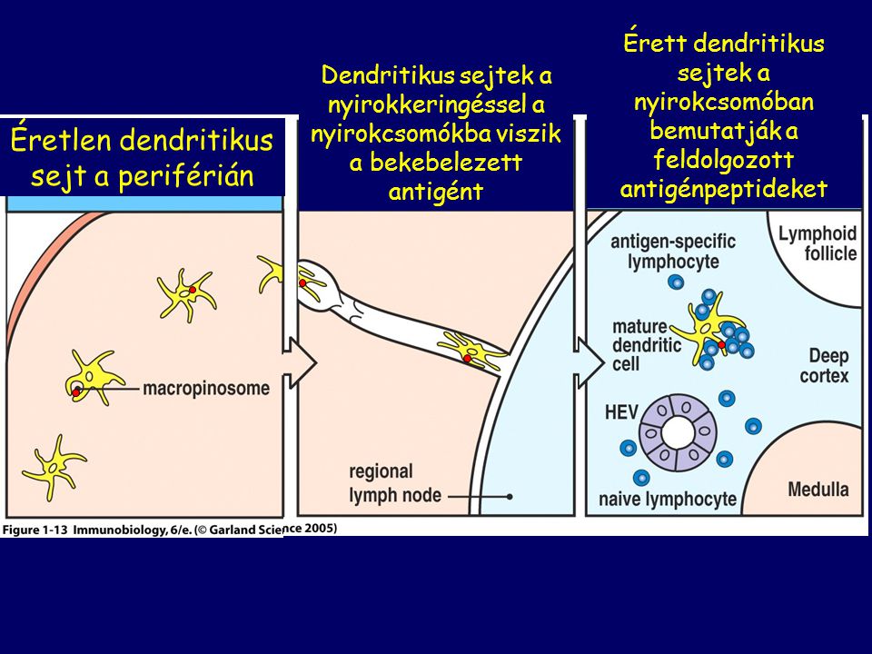 Érett dendritikus sejtek a nyirokcsomóban bemutatják a feldolgozott antigénpeptideket Dendritikus sejtek a nyirokkeringéssel a nyirokcsomókba viszik a bekebelezett antigént Éretlen dendritikus sejt a periférián