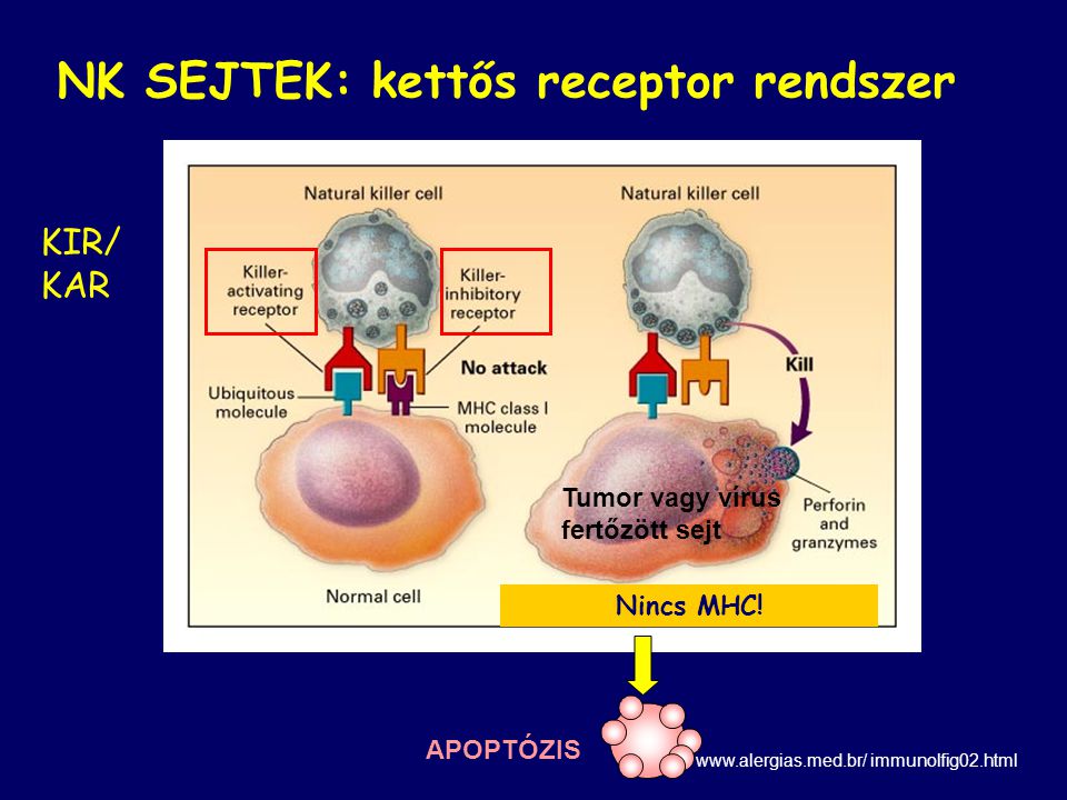 immunolfig02.html APOPTÓZIS NK SEJTEK: kettős receptor rendszer Tumor vagy vírus fertőzött sejt KIR/ KAR Nincs MHC!