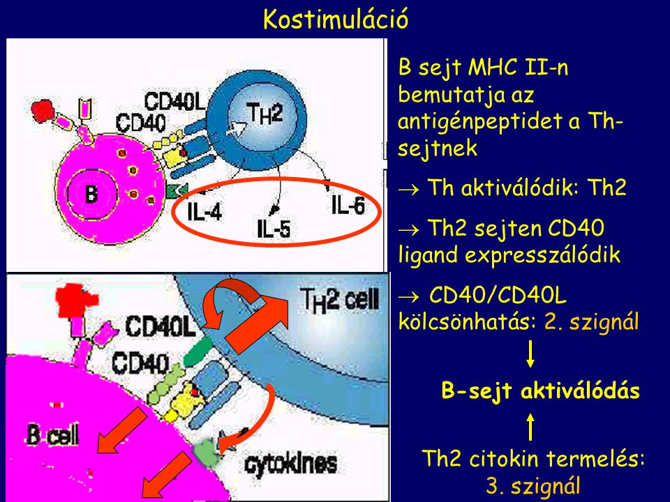 Kostimuláció B sejt MHC II-n bemutatja az antigénpeptidet a Th- sejtnek   Th aktiválódik: Th2  Th2 sejten CD40 ligand expresszálódik  CD40/CD40L kölcsönhatás: 2.