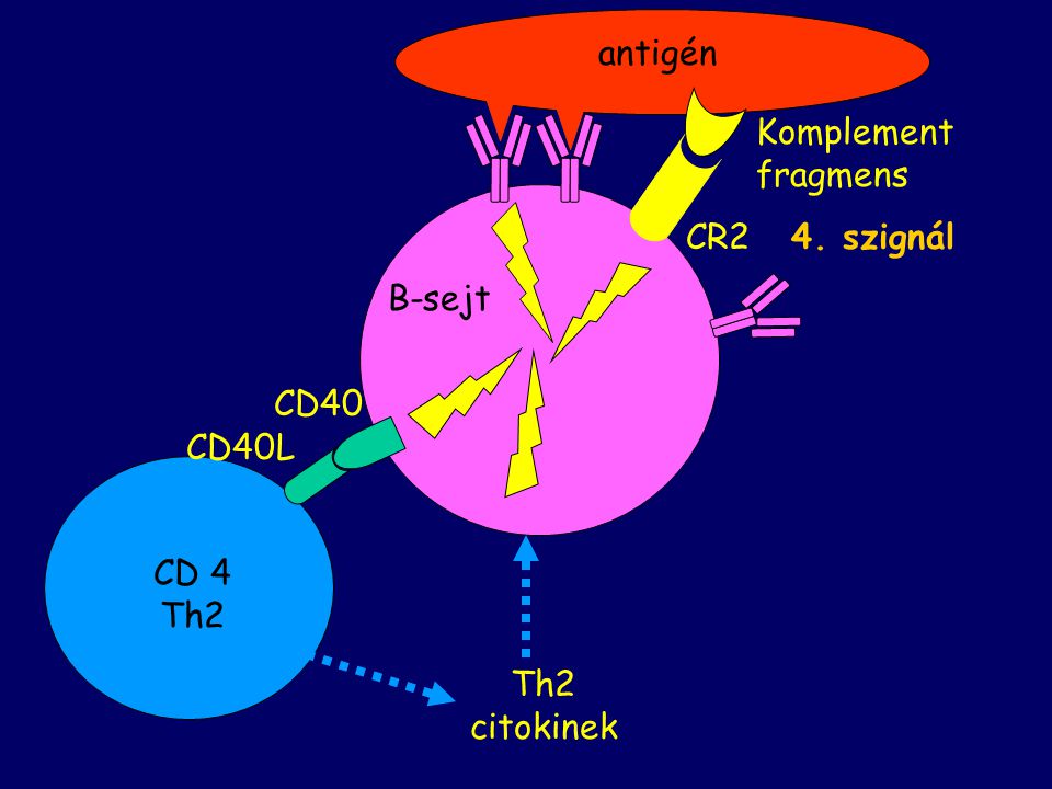 B-sejt antigén CD 4 Th2 CD40L CD40 Th2 citokinek Komplement fragmens CR2 4. szignál