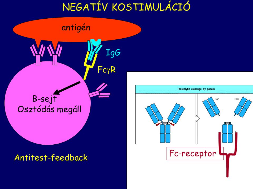 B-sejt antigén Fc  R IgG Osztódás megáll NEGATÍV KOSTIMULÁCIÓ Antitest-feedback Fc-receptor