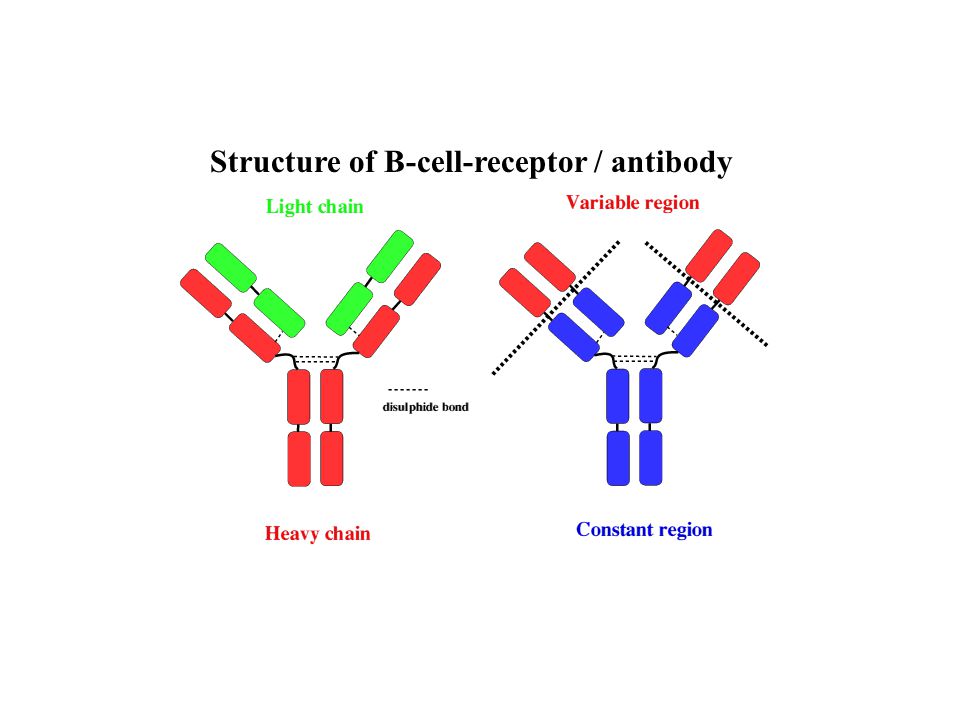 Structure of B-cell-receptor / antibody