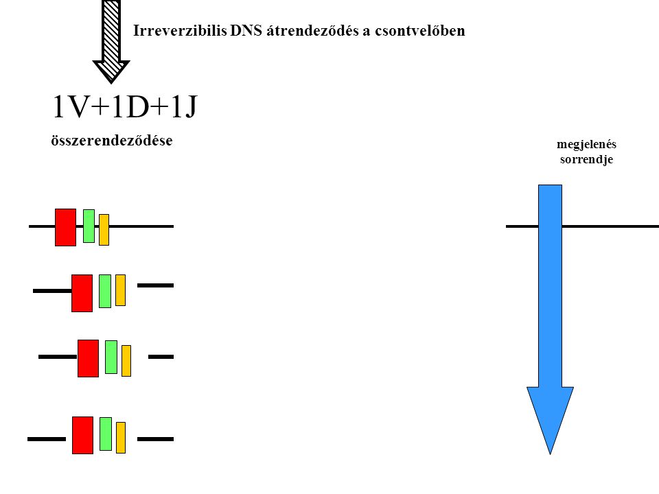 C gének 1V+1D+1J összerendeződése Irreverzibilis DNS átrendeződés a csontvelőben     IgG IgA IgE IgM Irreverzibilis átrendeződés a periférián megjelenés sorrendje
