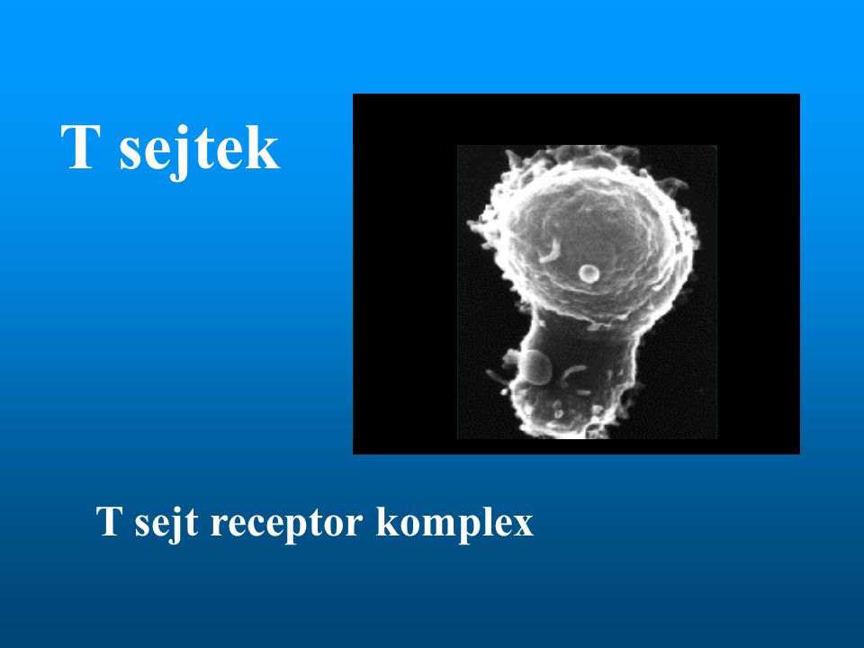 T sejtek T sejt receptor komplex