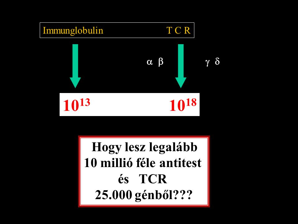  Immunglobulin T C R Hogy lesz legalább 10 millió féle antitest és TCR génből