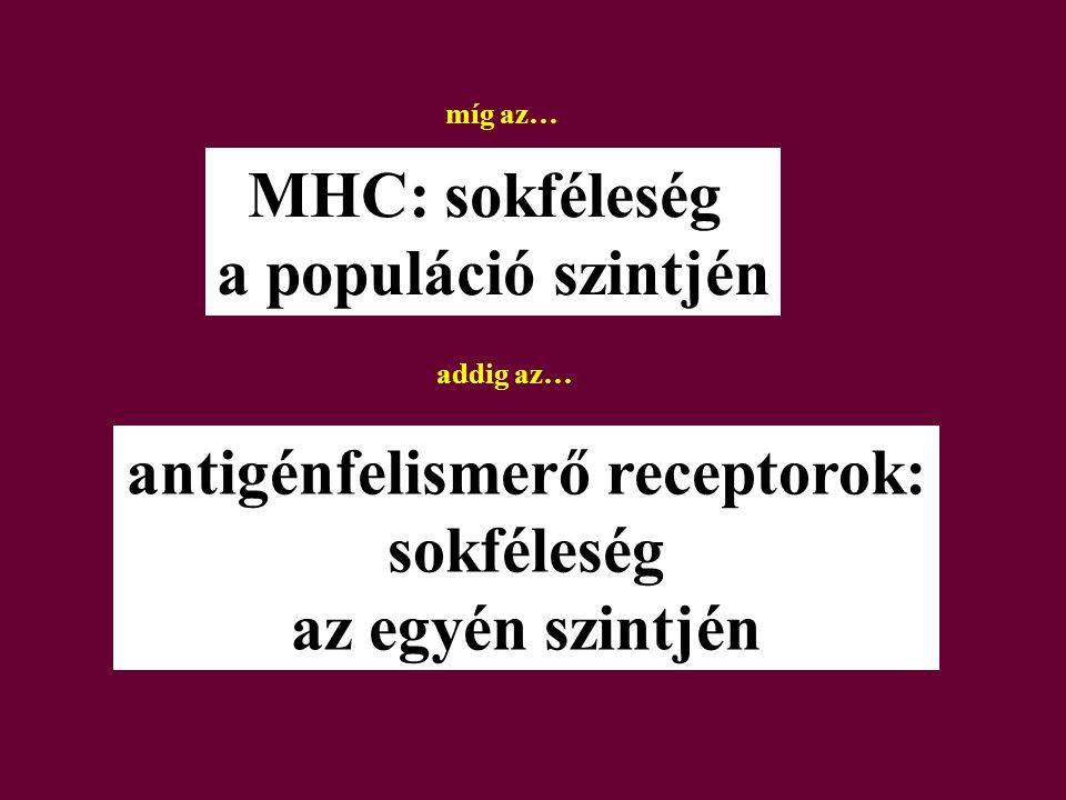 MHC: sokféleség a populáció szintjén antigénfelismerő receptorok: sokféleség az egyén szintjén míg az… addig az…